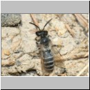 Andrena flavipes - Sandbiene m07b 9mm OS-Hasbergen-Lehmhuegel.jpg